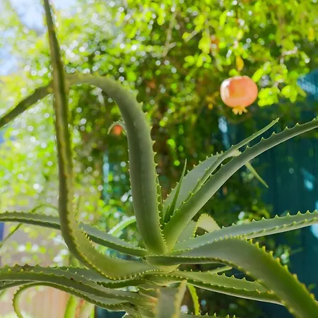 ベッド・アンド・ブレックファスト Amaltea San Severino